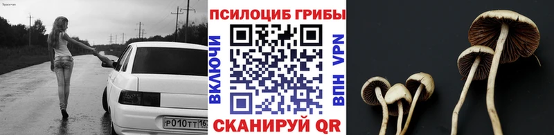 Псилоцибиновые грибы Psilocybe  Ясный 
